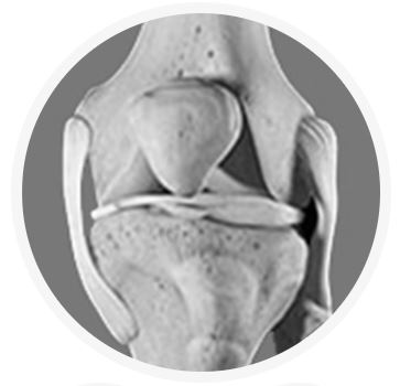 ligamentos